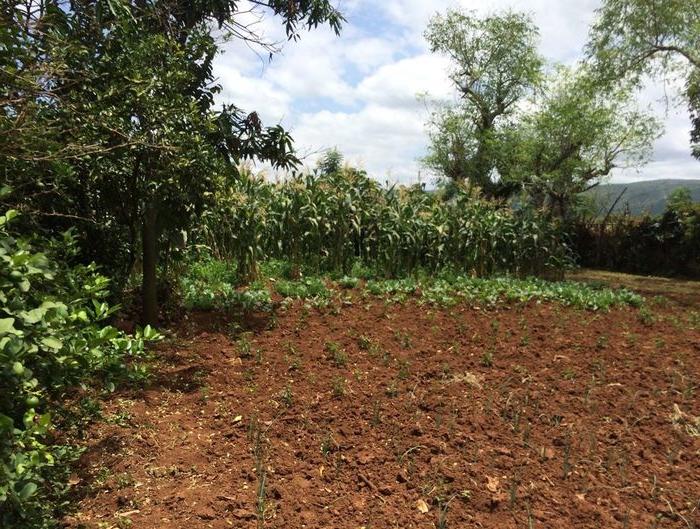 A picture of maize and onions at a small farm in Ethiopia