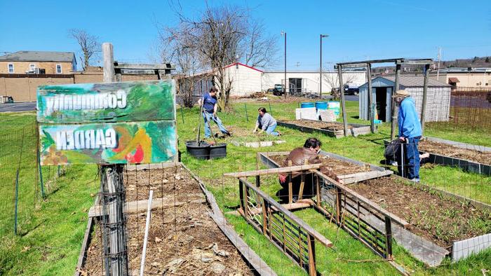 Volunteers bend over raised garden beds at Penn State Shenango and tend to the plants