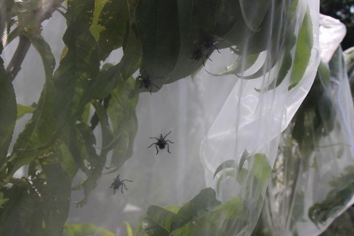 SLF Nymphs