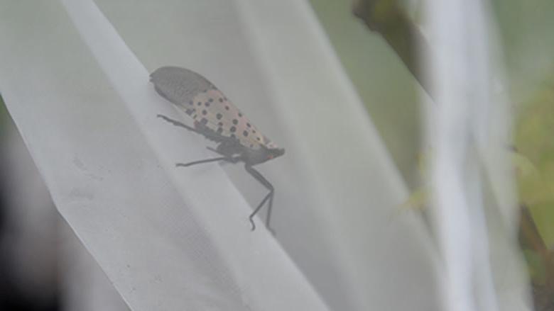 Spotted Lantern Fly