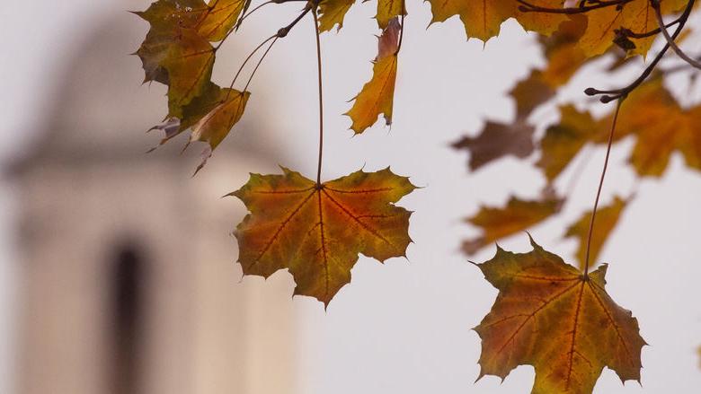 Autumn Leaves
