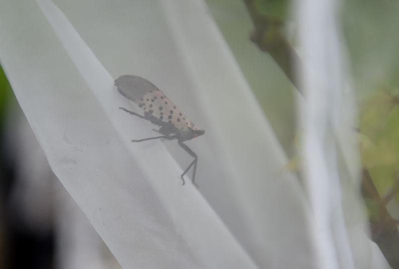 Spotted Lantern Fly