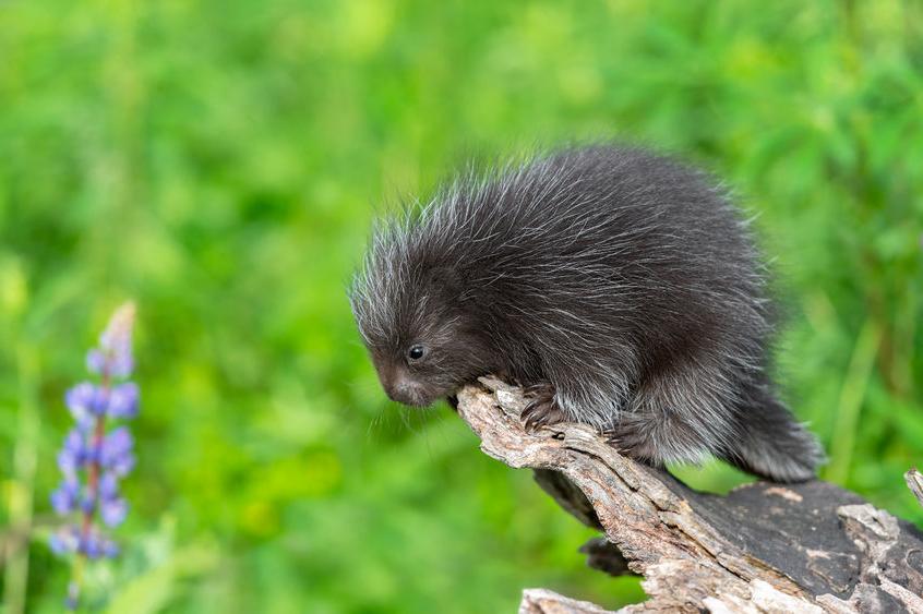 A porcupine