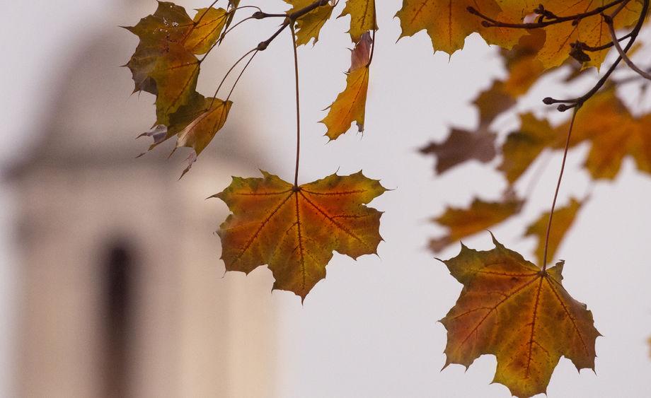 Autumn Leaves